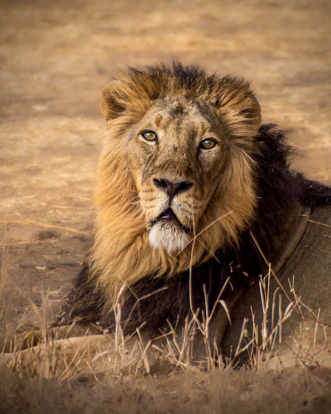 The King Stirs