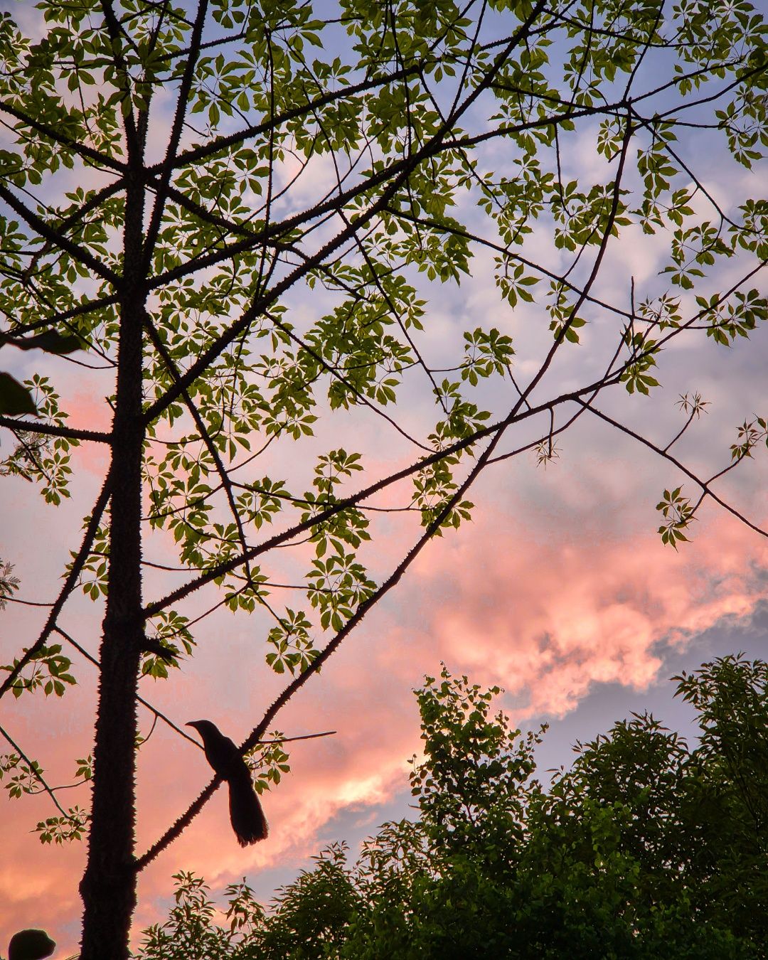 Between Light and Silence