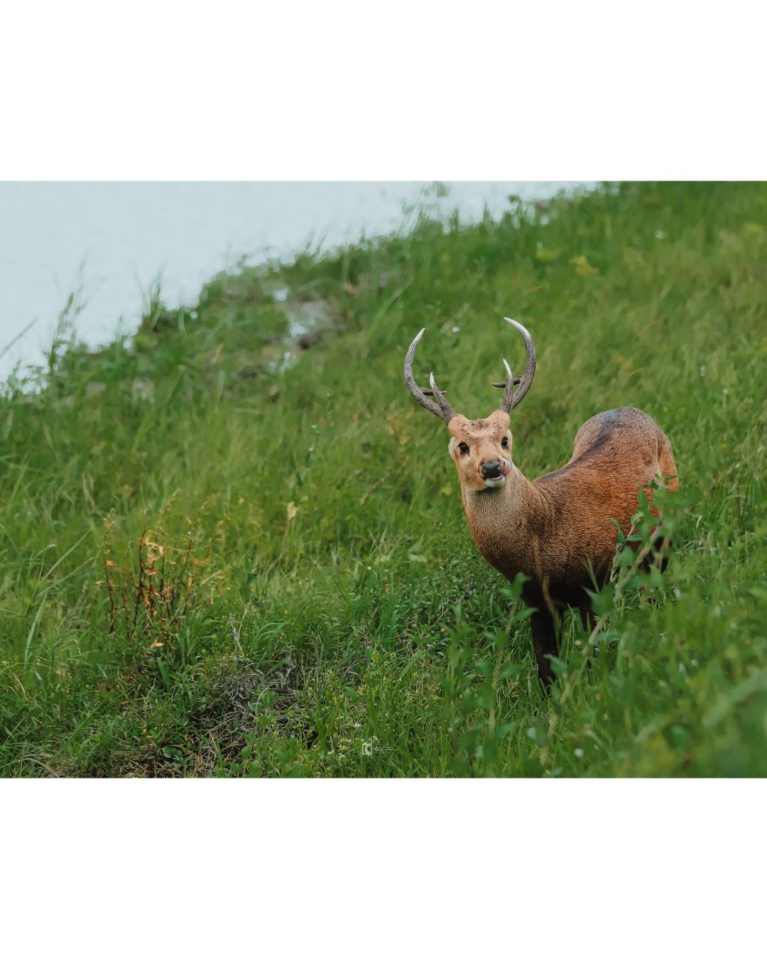 The Watchful Stag