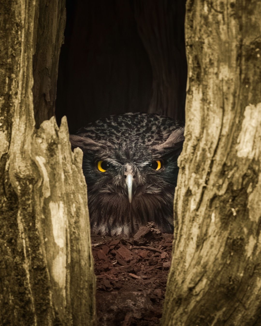 Staring Through Silence