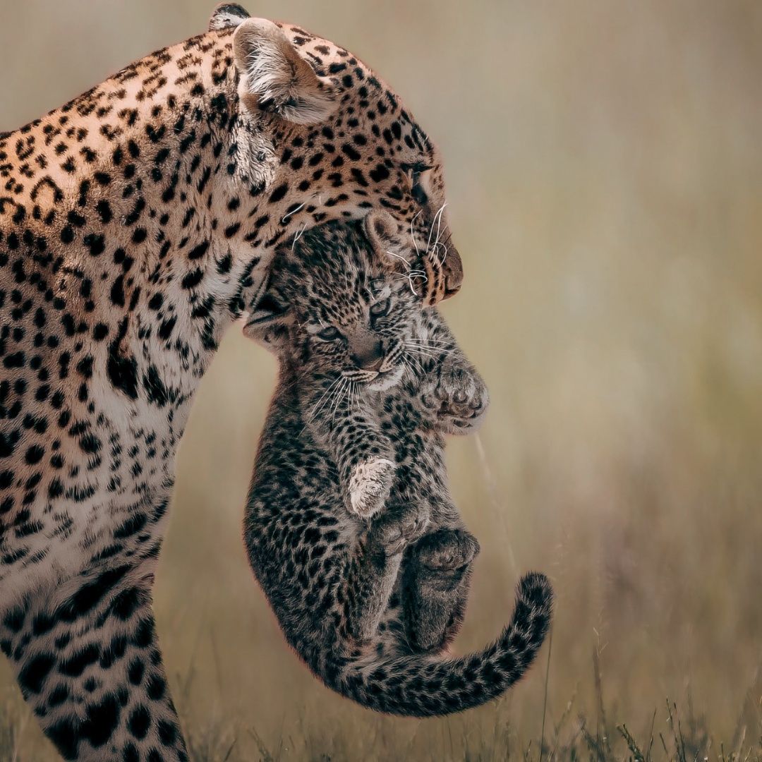 Melghat wildlife