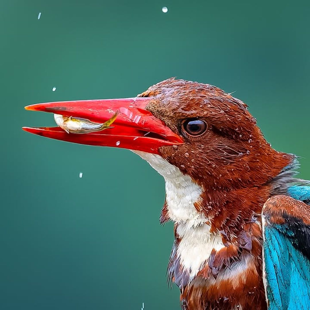 Melghat wildlife by Parag Prajapati