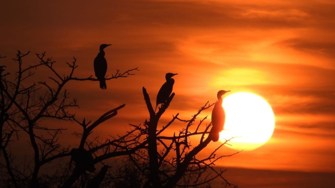 Birds of India