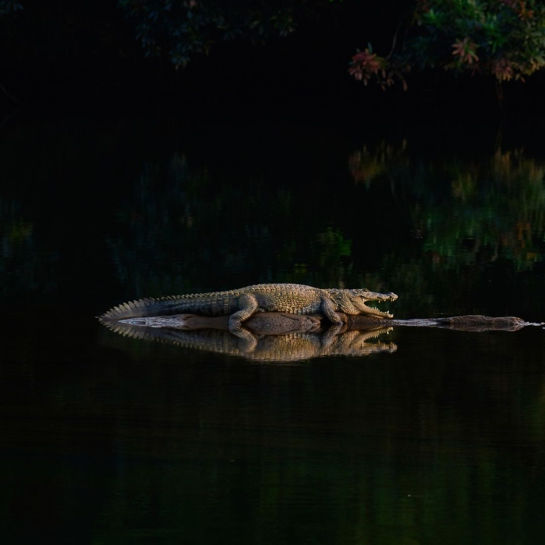 The Reflection