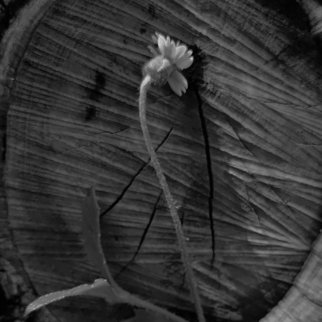 Bond of flower and tree