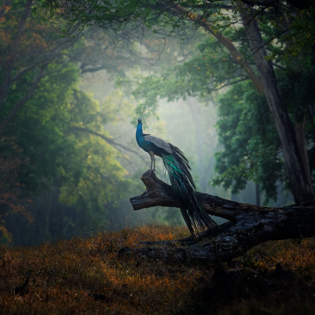 A surreal frame