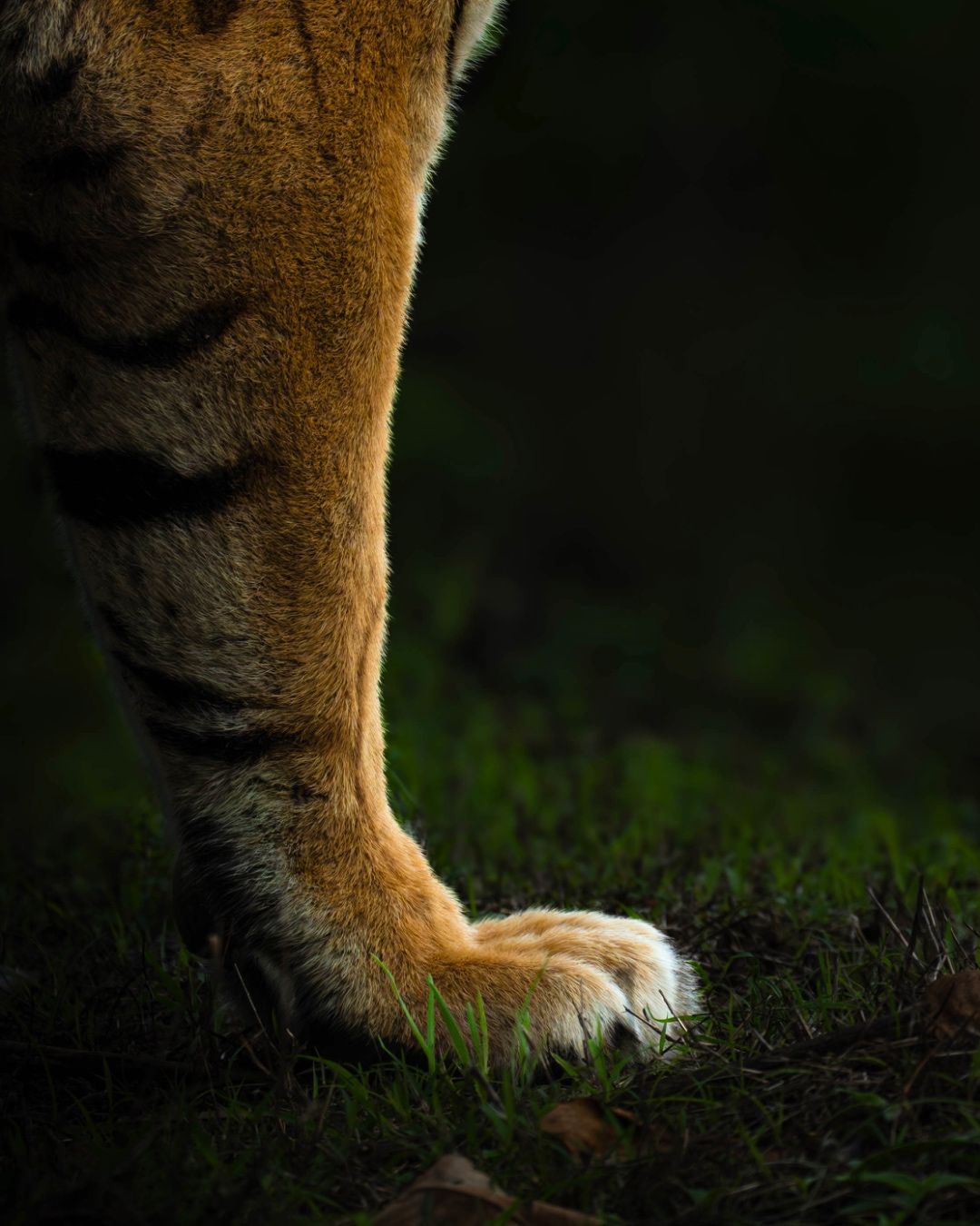 The Paw That Rules the Forest