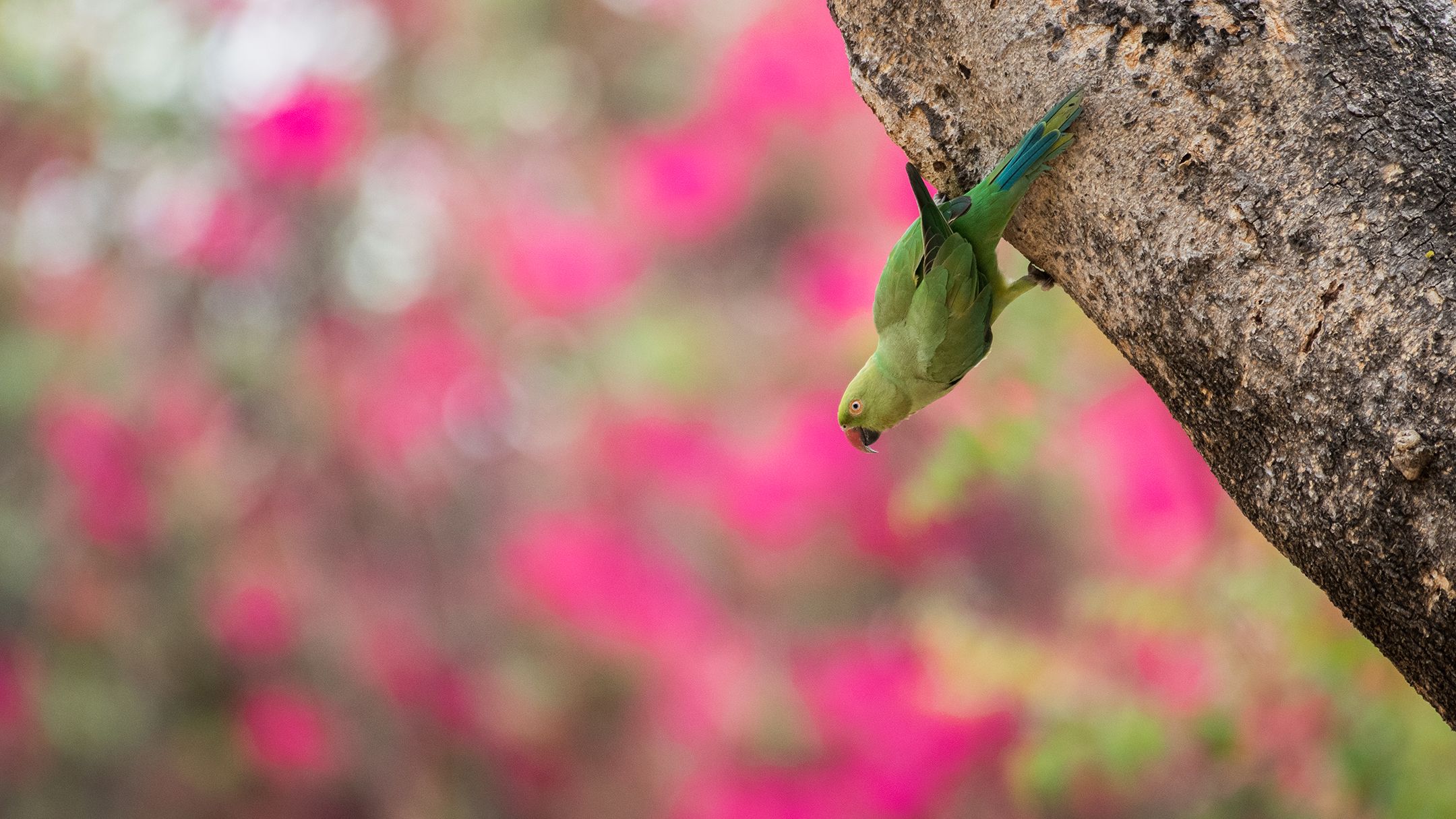 Parakeet in Bougainvillea