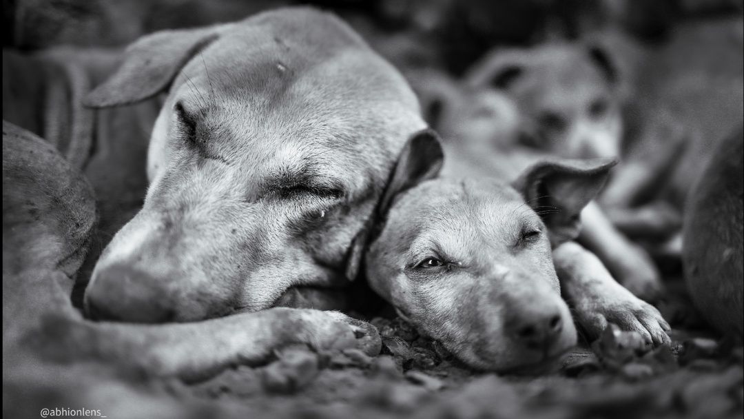 Silent love