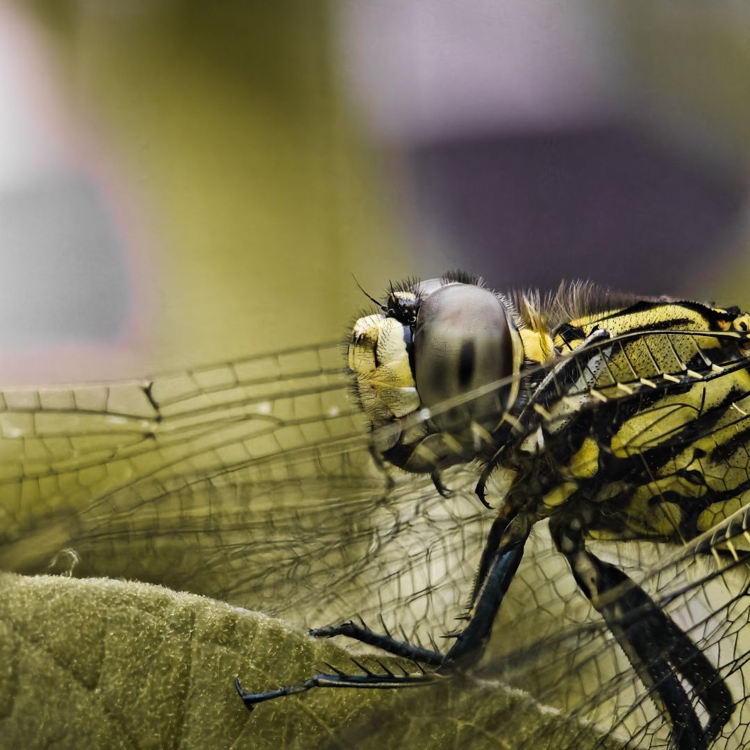 The dragonfly's gaze