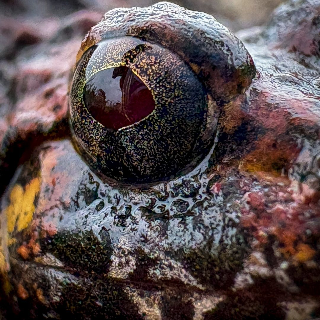 Eye on you