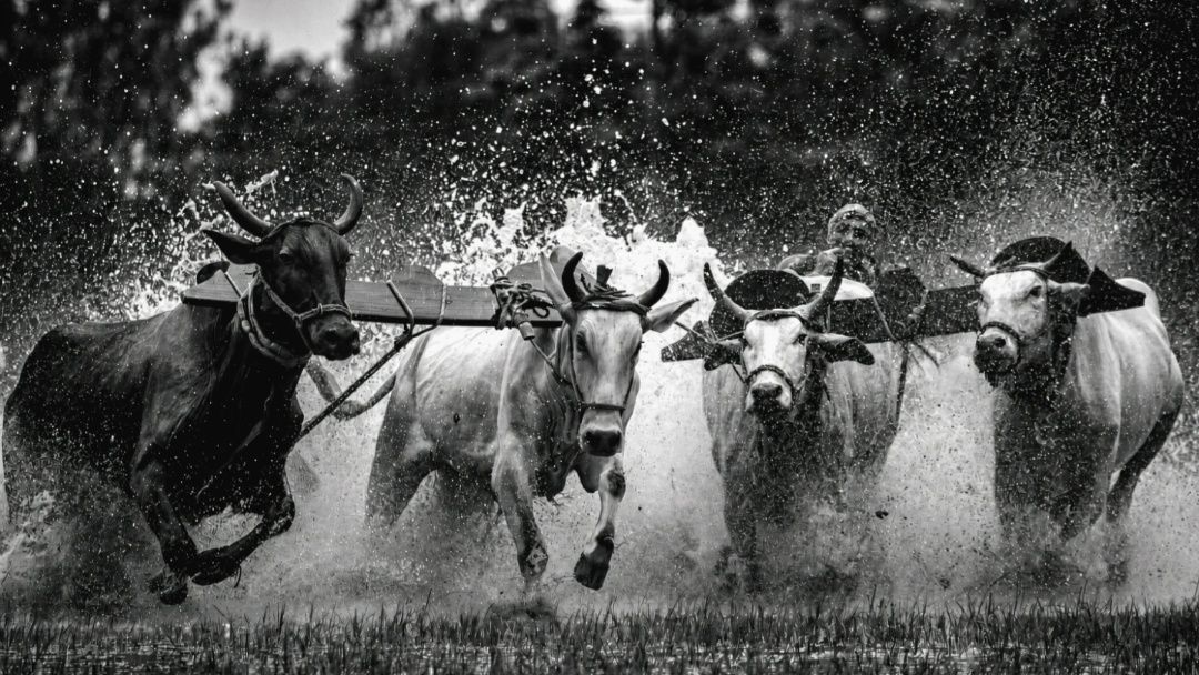 Moichara Bull Race in West Bengal