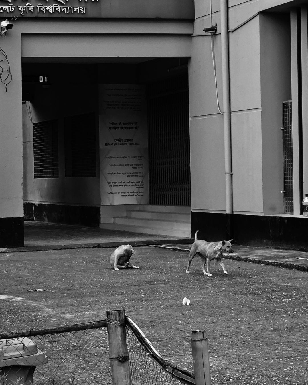 Shadow of two dog