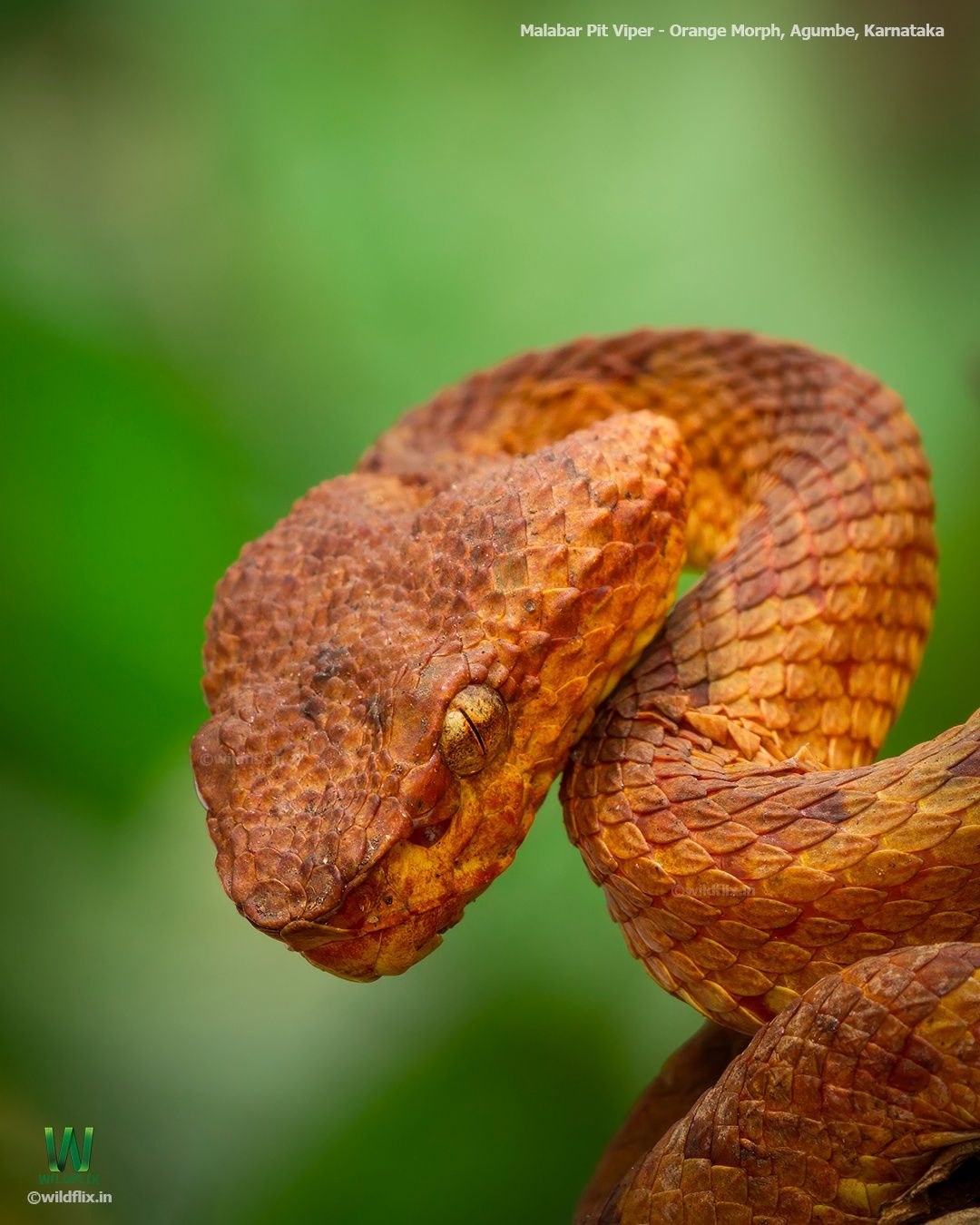 The fire that hides in the rain... Malabar pit viper