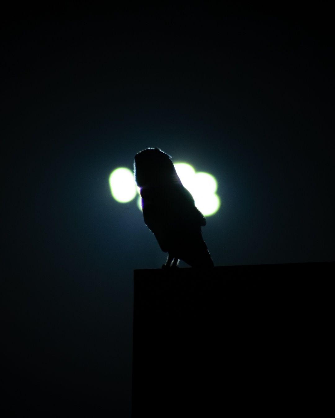 Barn Owl Silhouette