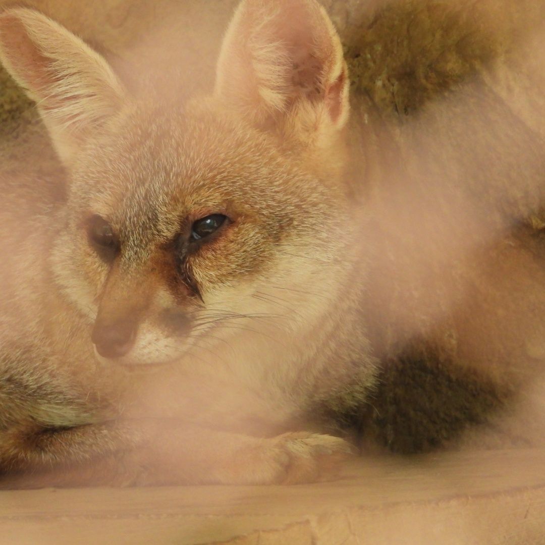 The Elusive Bengal Fox