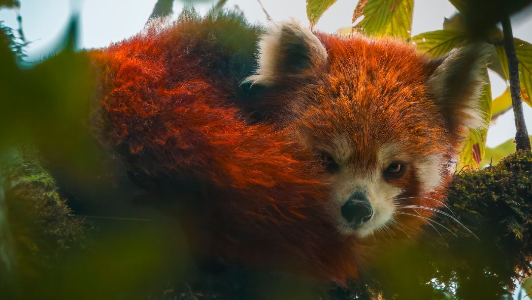 The Firefox