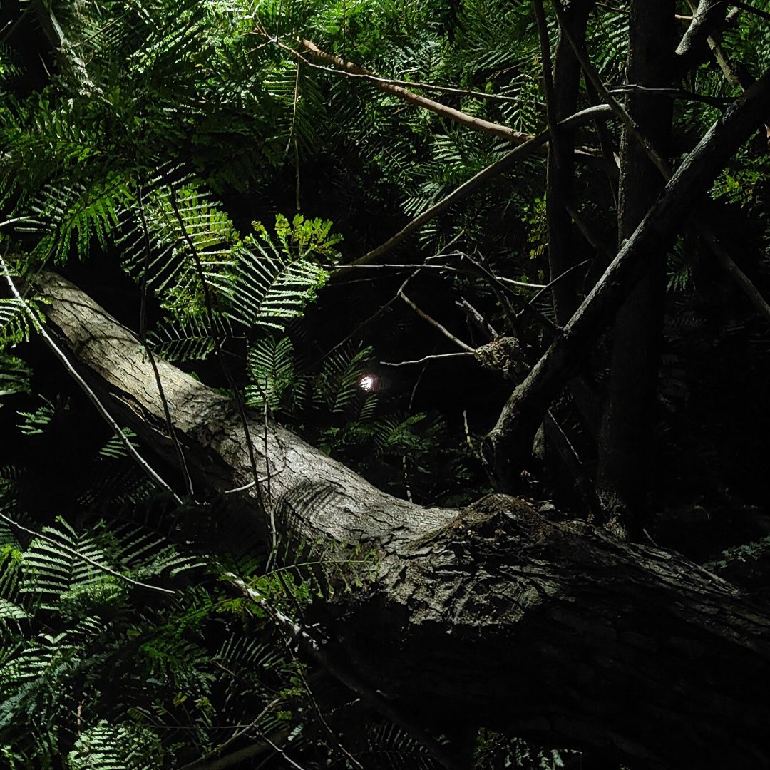 "Darkness Never Stopped Nature From Thriving