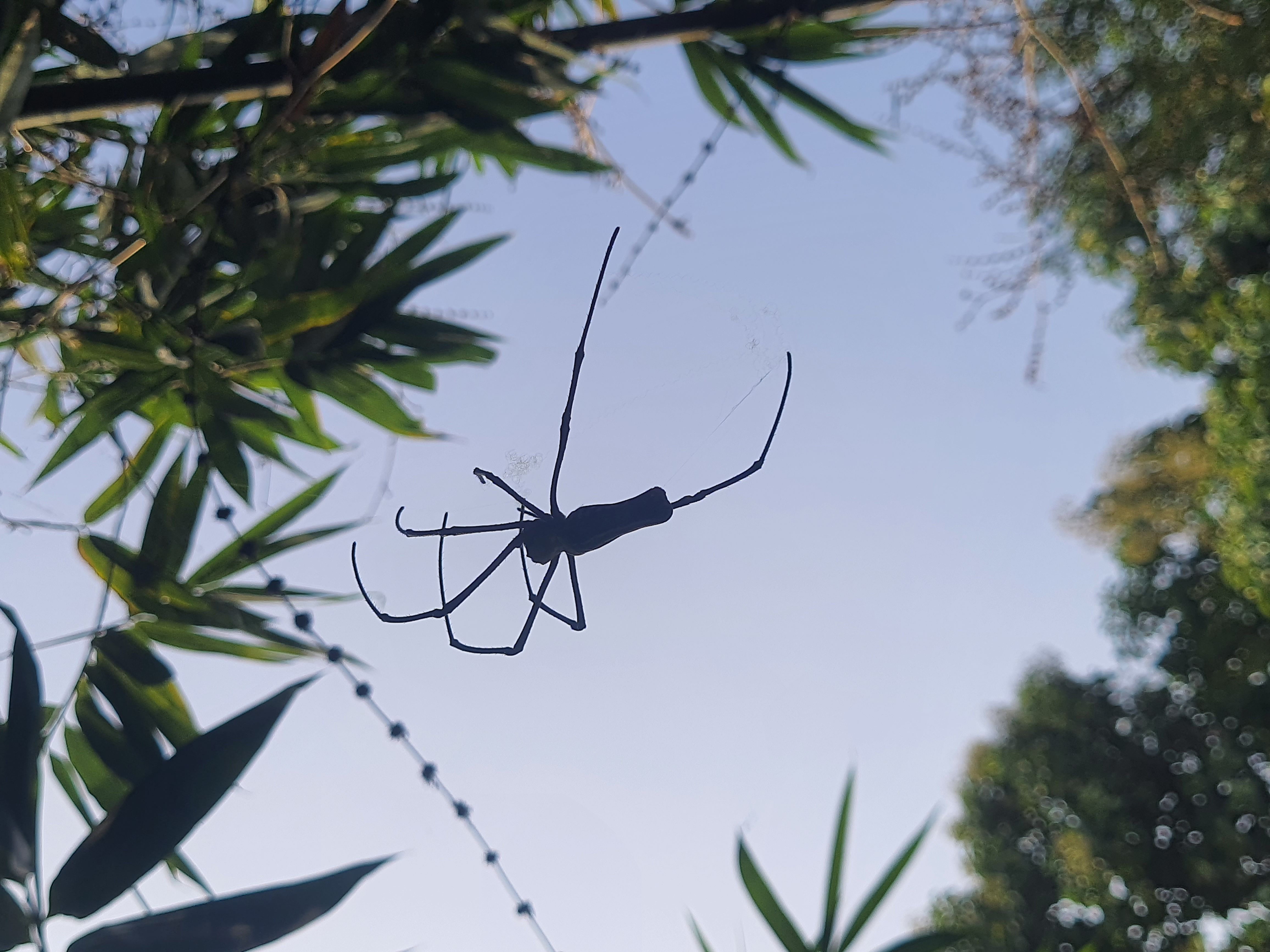 Shadow Weaver - A Spider Against the Sky