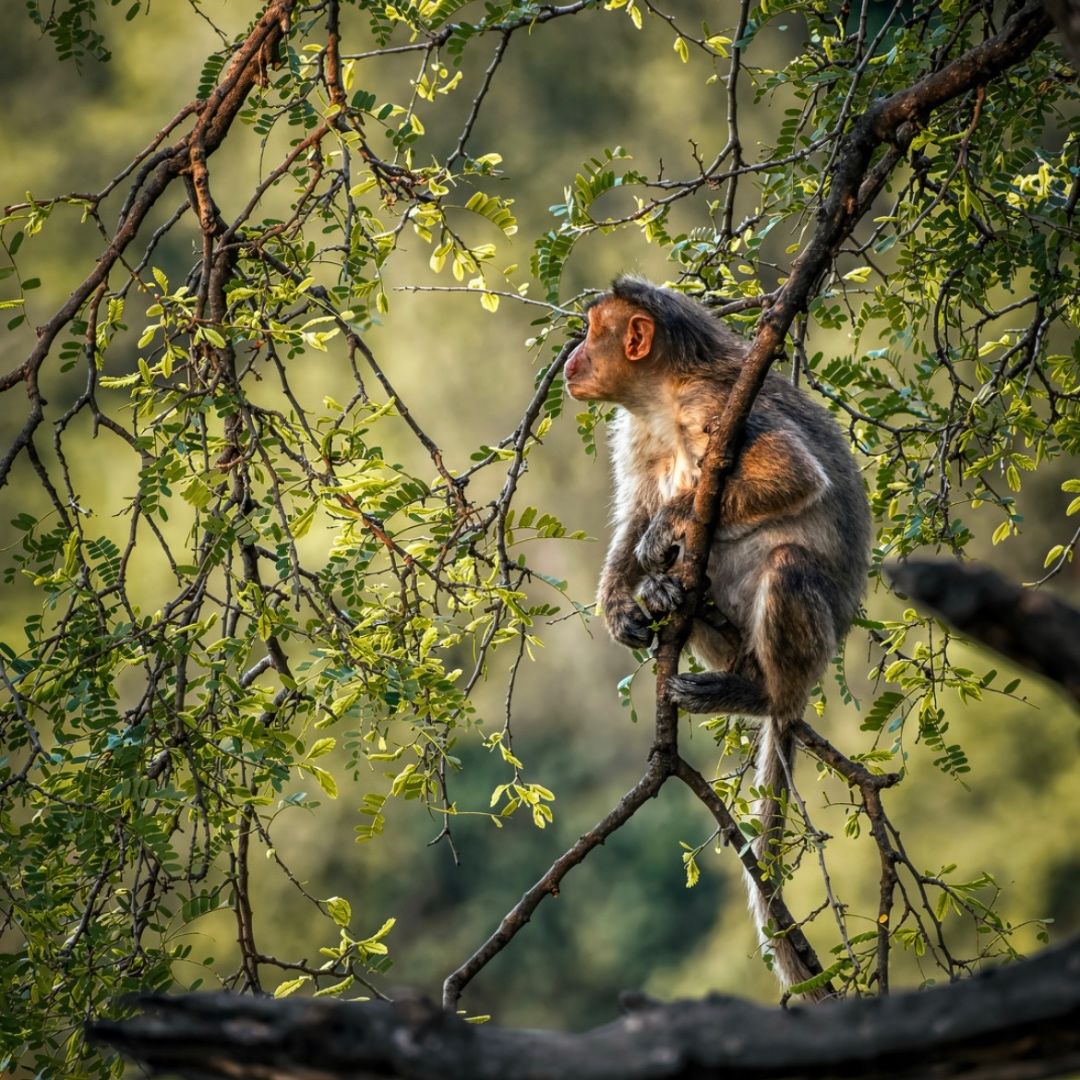 The Quiet Observer