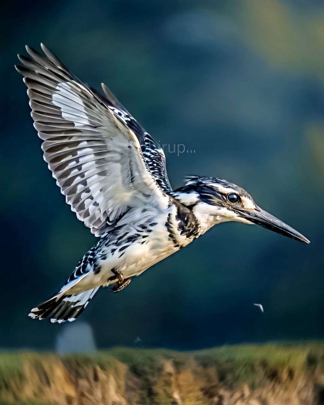 Wings of Individuality