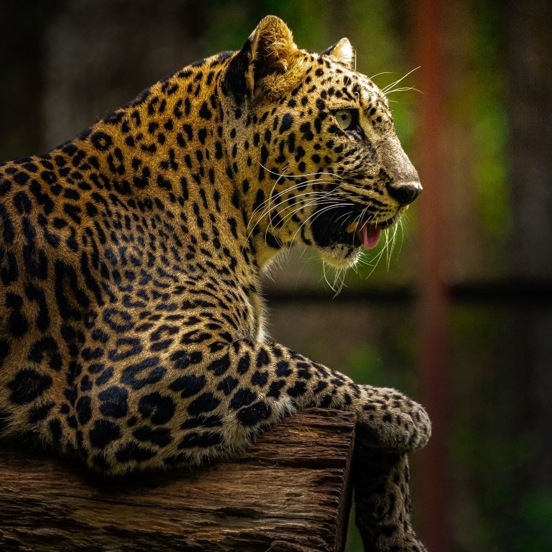 βSilent Majesty: The Watchful Leopardβ
