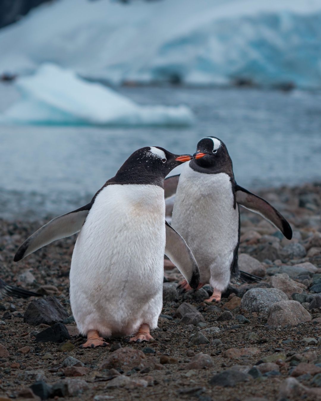 Residents of the White Continent.