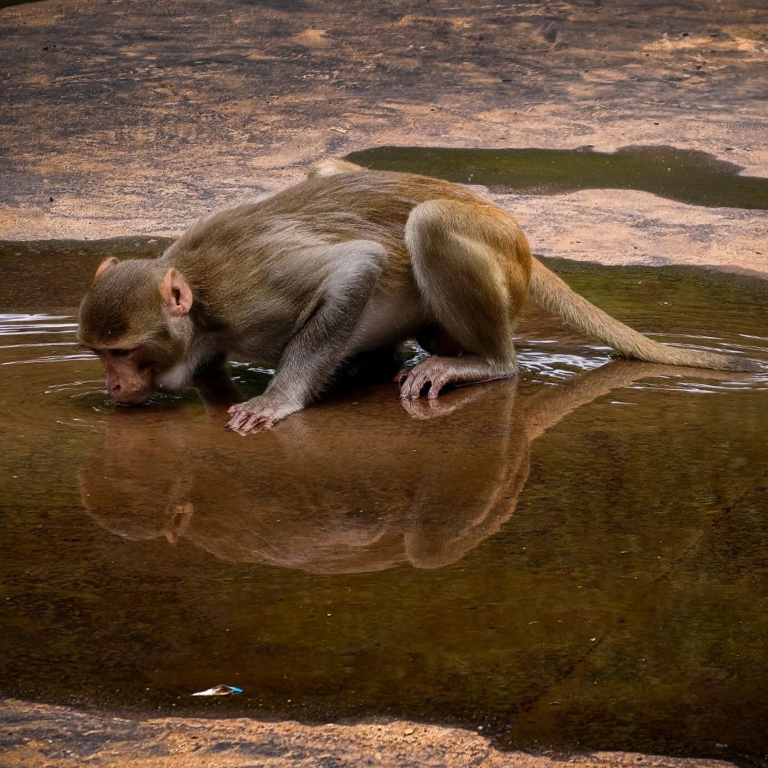 Reflection of Survival