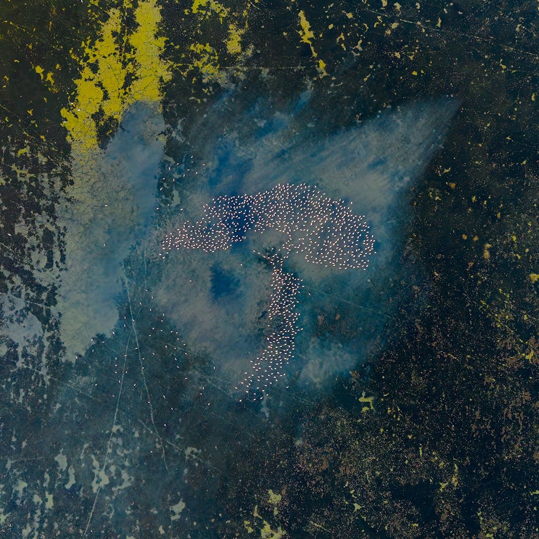 Flamingos - Tree Shape