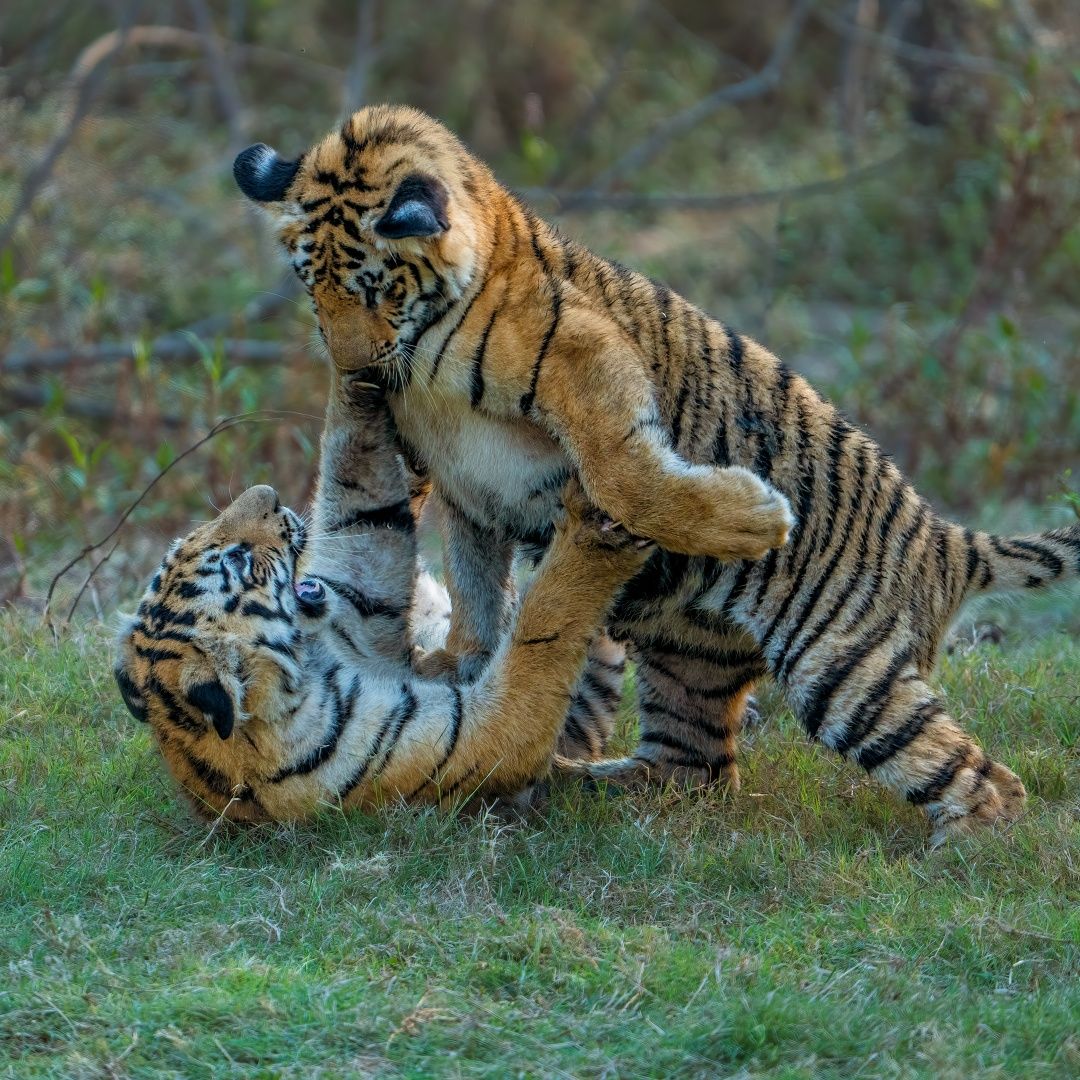 Tiger Cubs in Play, Umred - Protecting them for Future