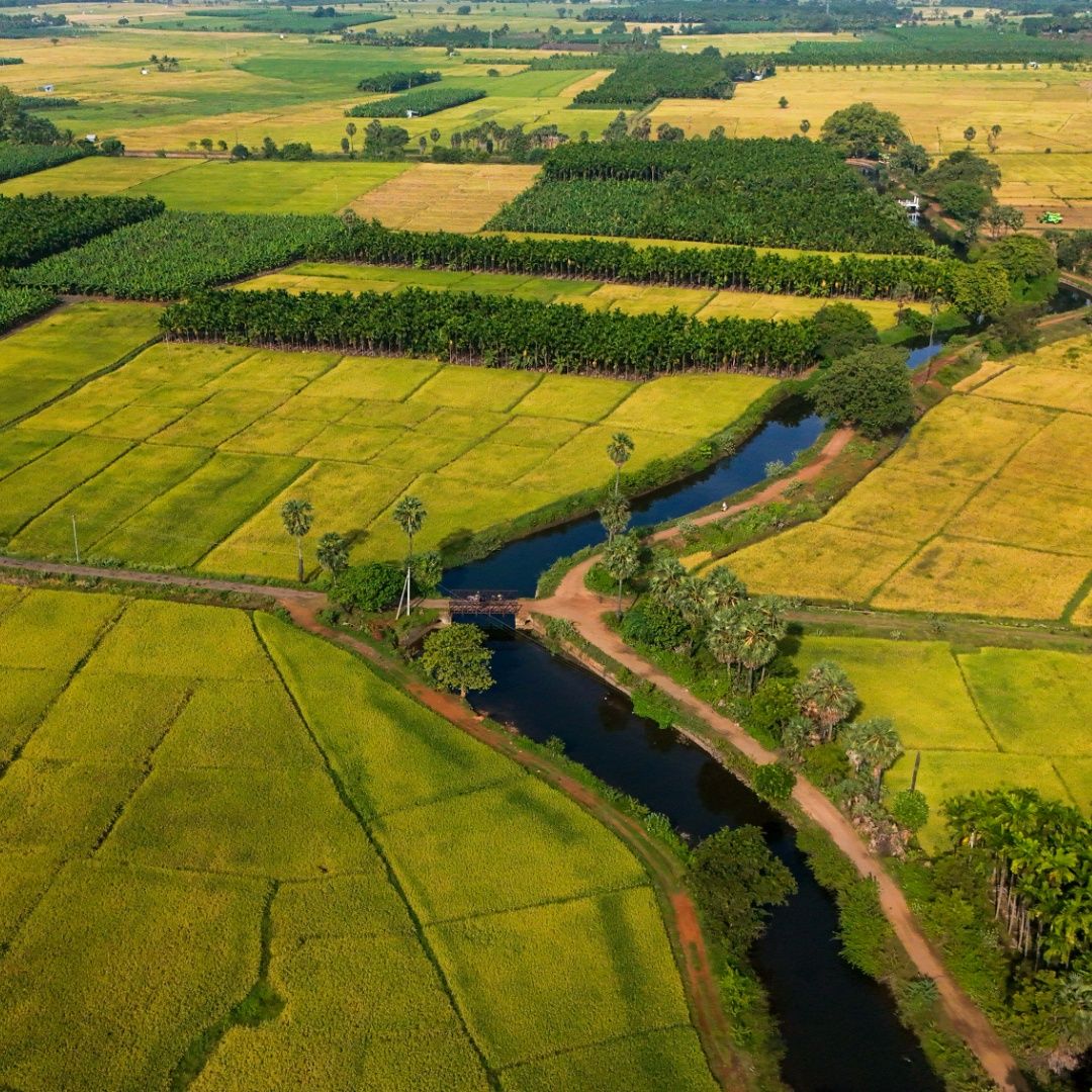 The River’s Journey Through the Green