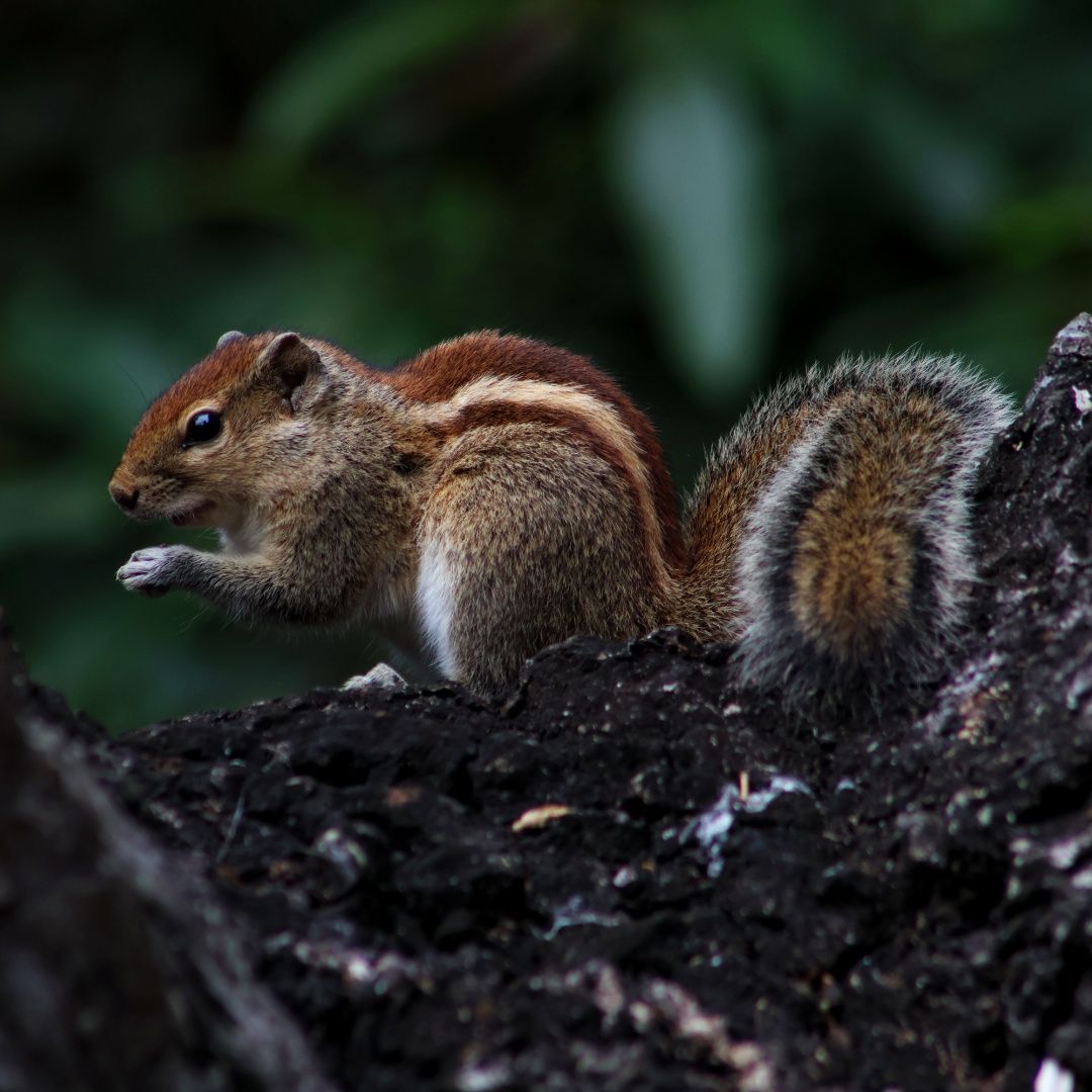 Wild Encounters: A Glimpse into Nature