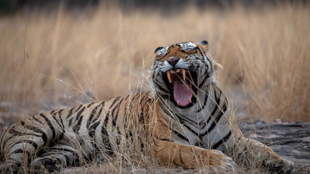 Silent Roar of the Wild