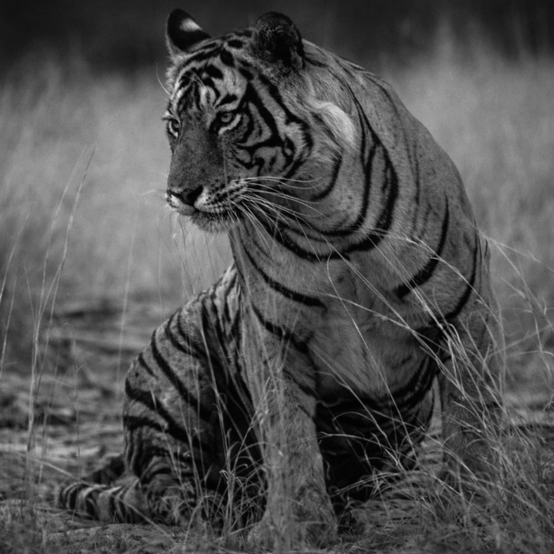 Shadows of the Wild