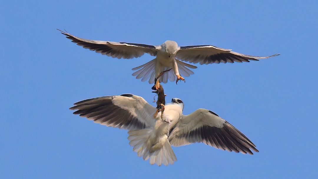 Courtship