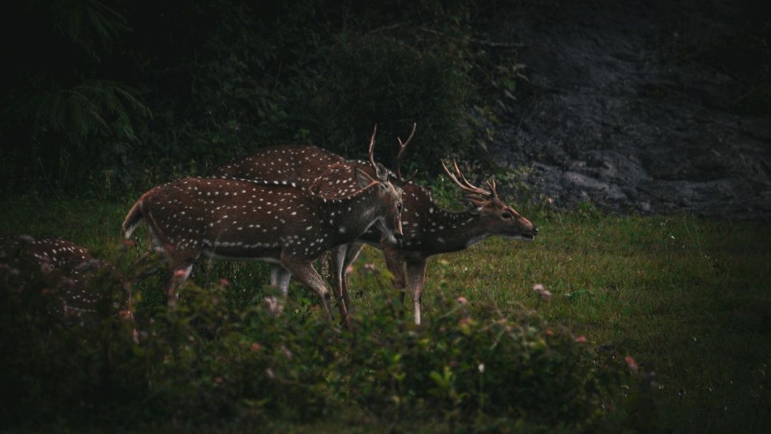 Coexistence