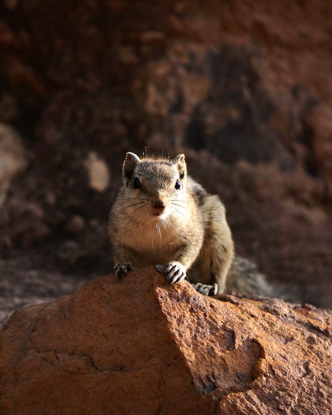 Portrait of the wild