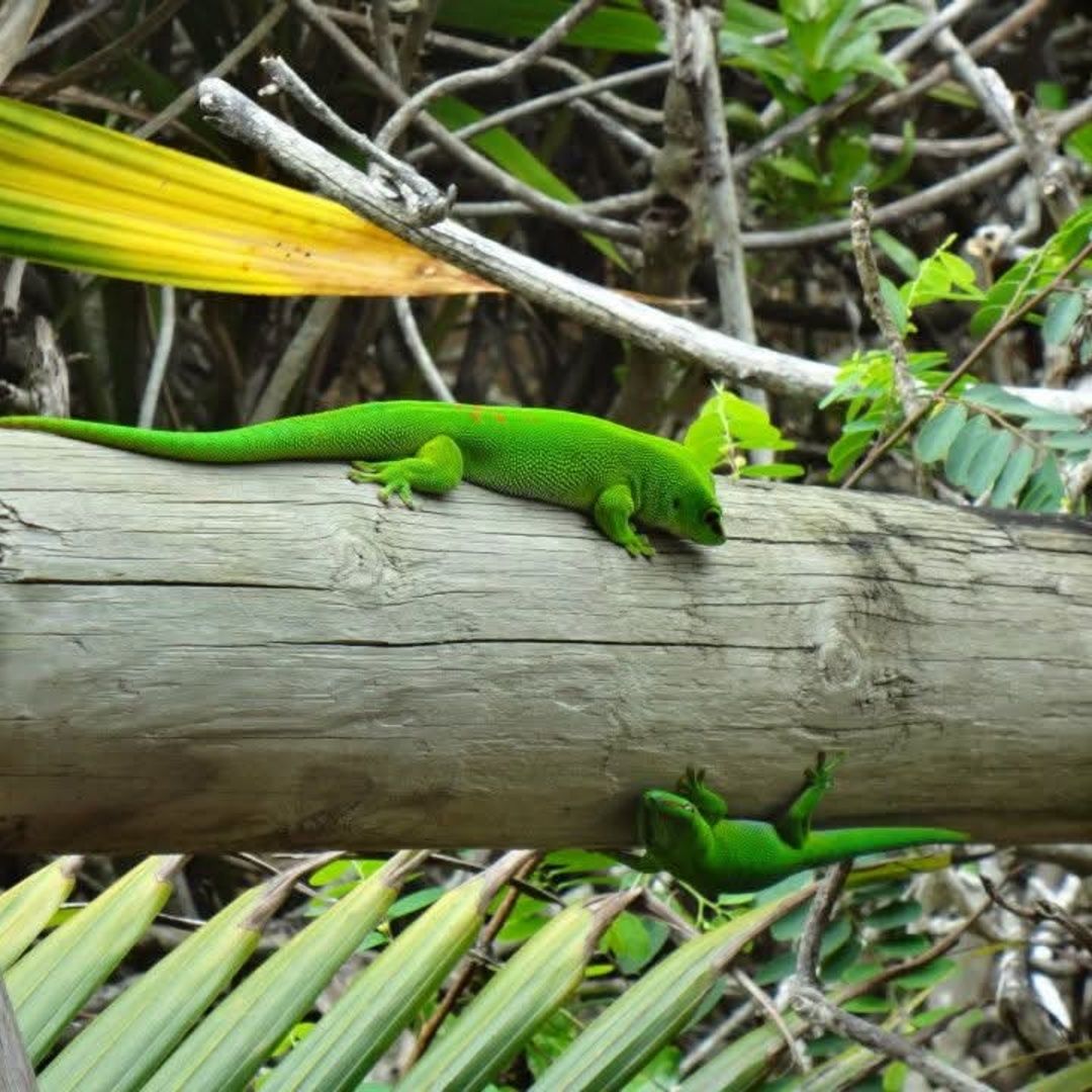 Lizard romance