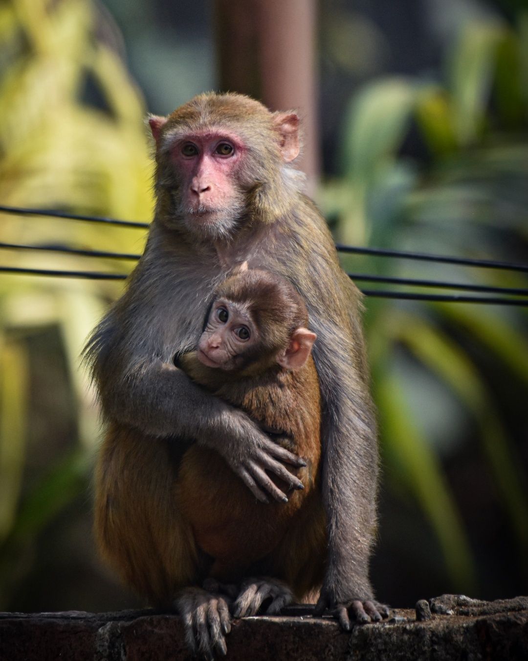 A mother's shelter