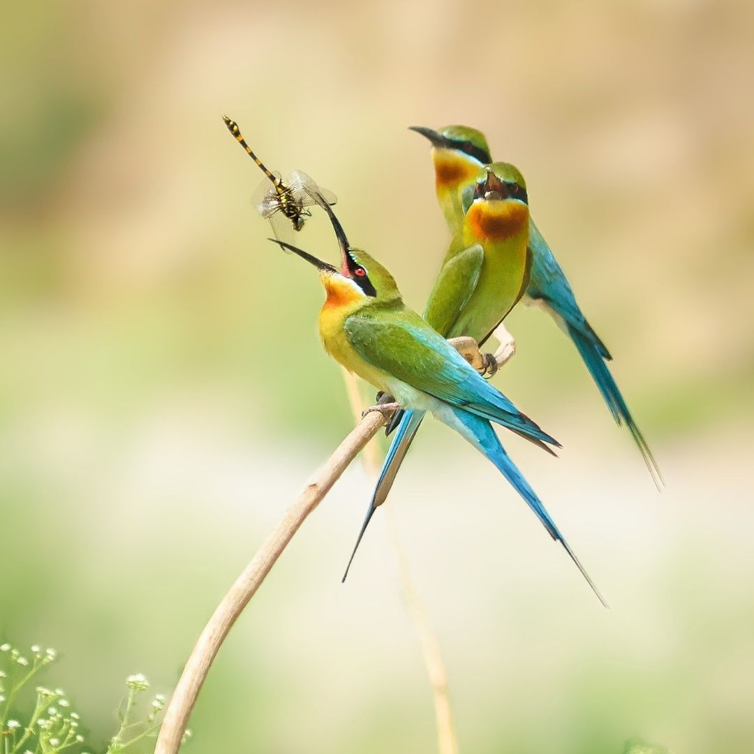 The Story of the Blue-tailed Bee Eaters