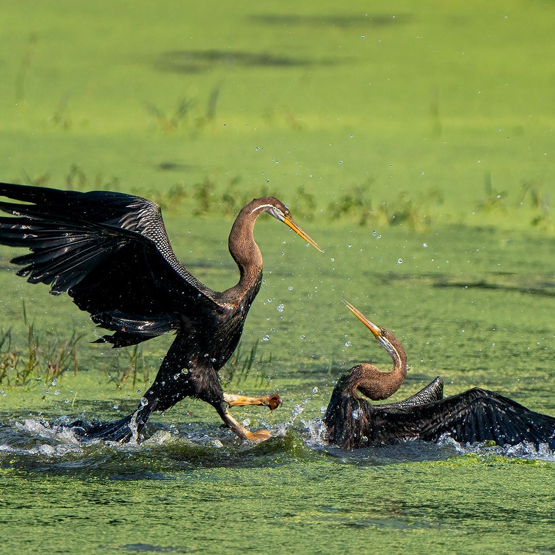 Darter Fight