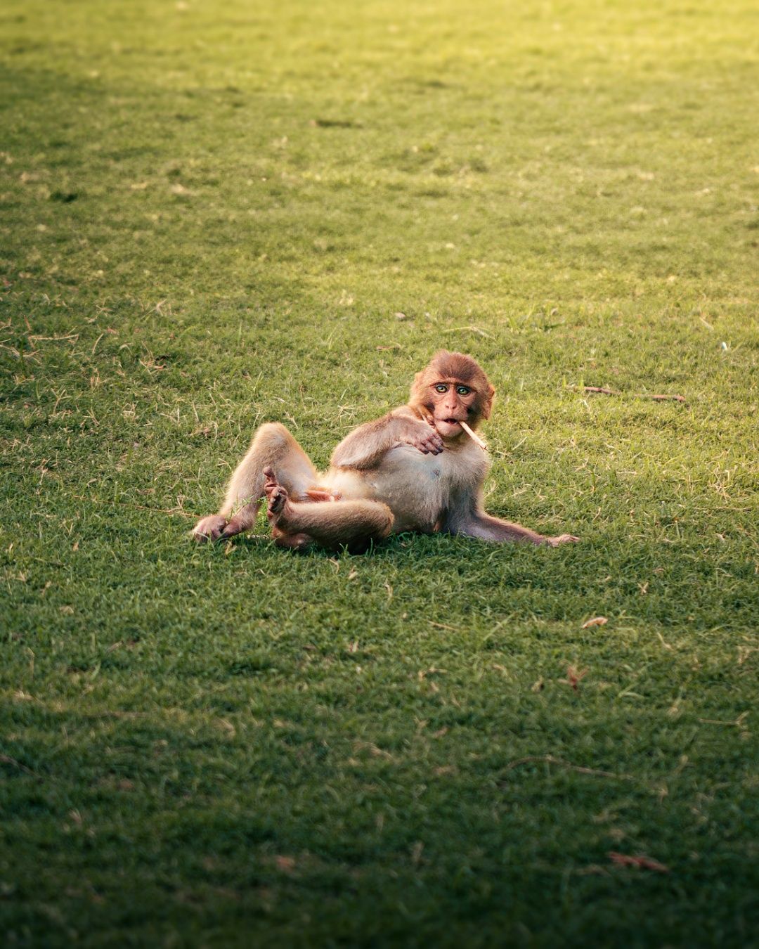 Sherlock Macaque
