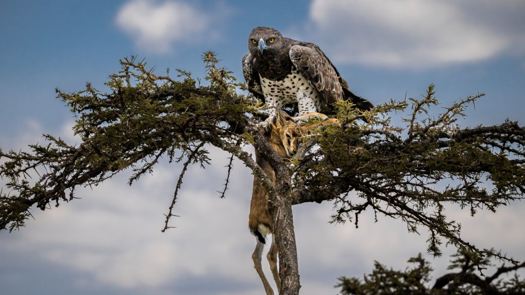 WHERE EAGLES DARE