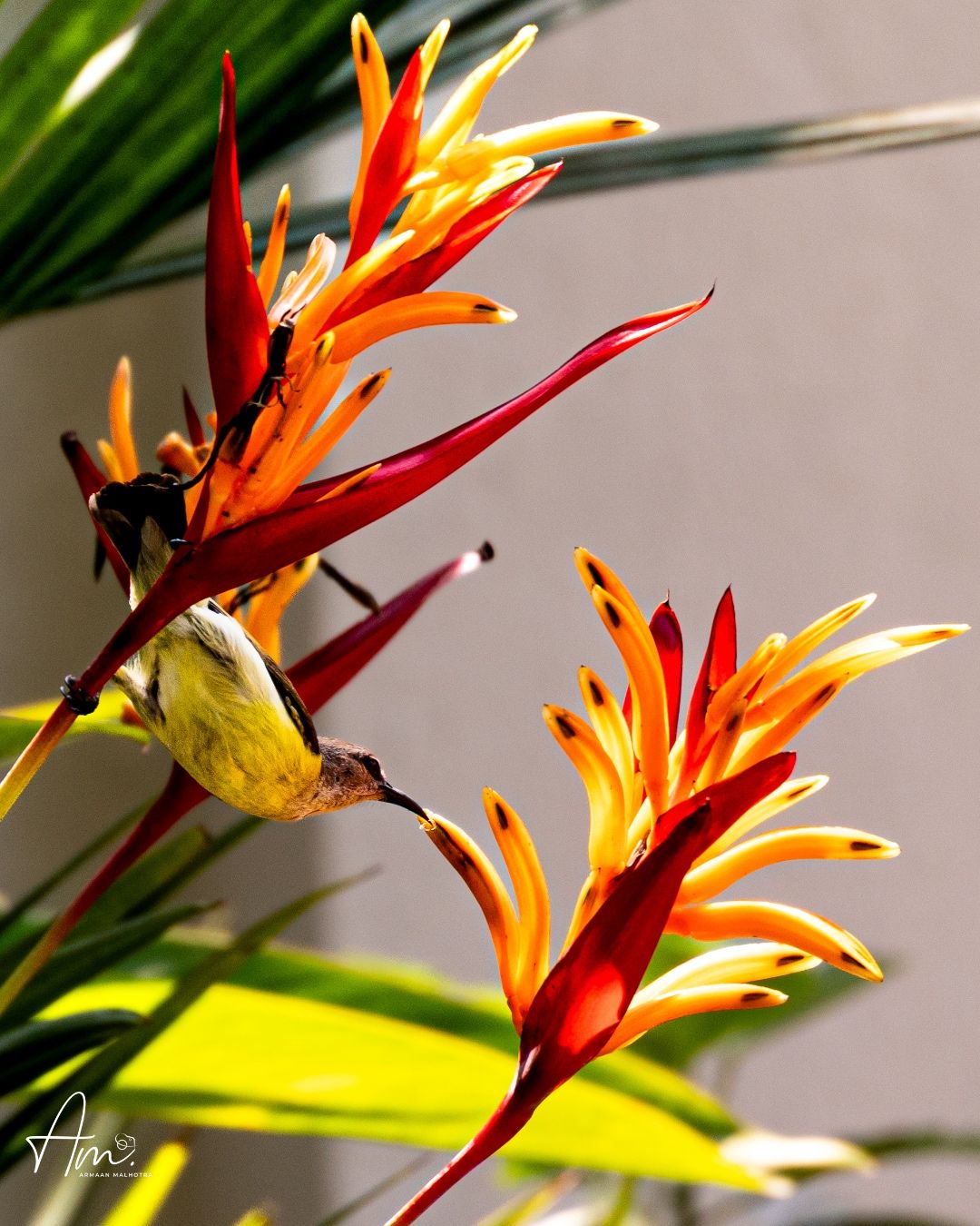 Among the Heliconias
