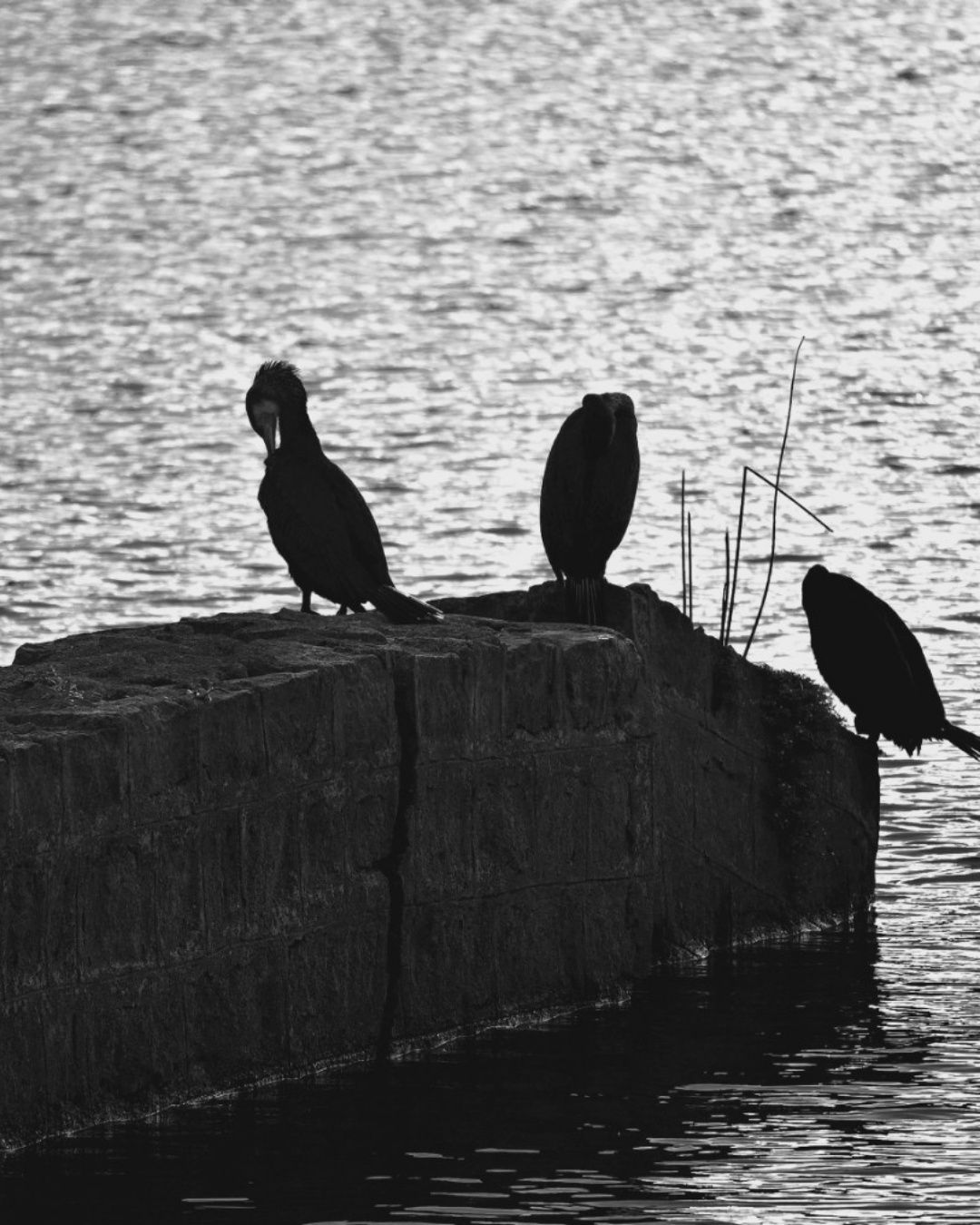 Wings in Monochrome