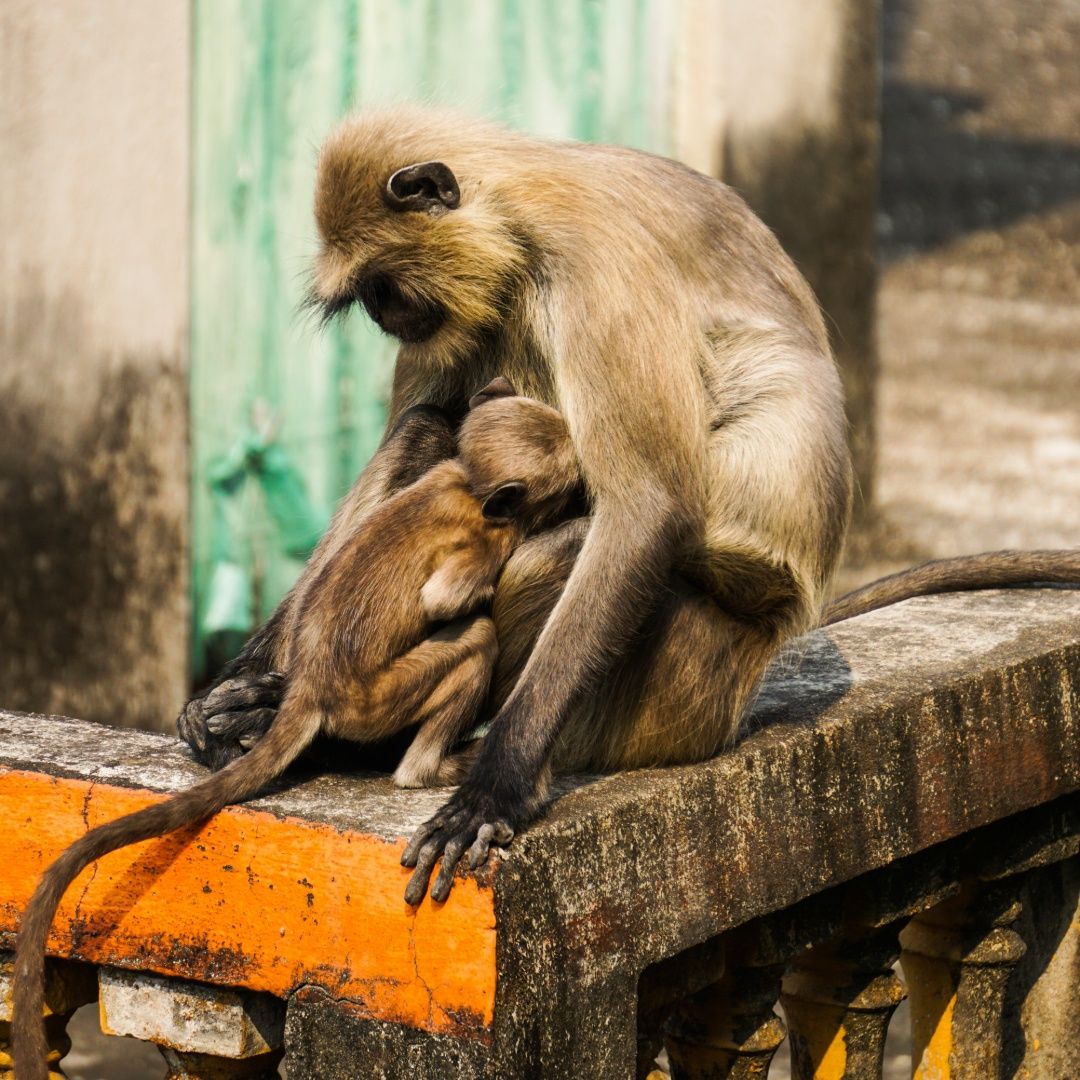 Mother feeding her hungry child