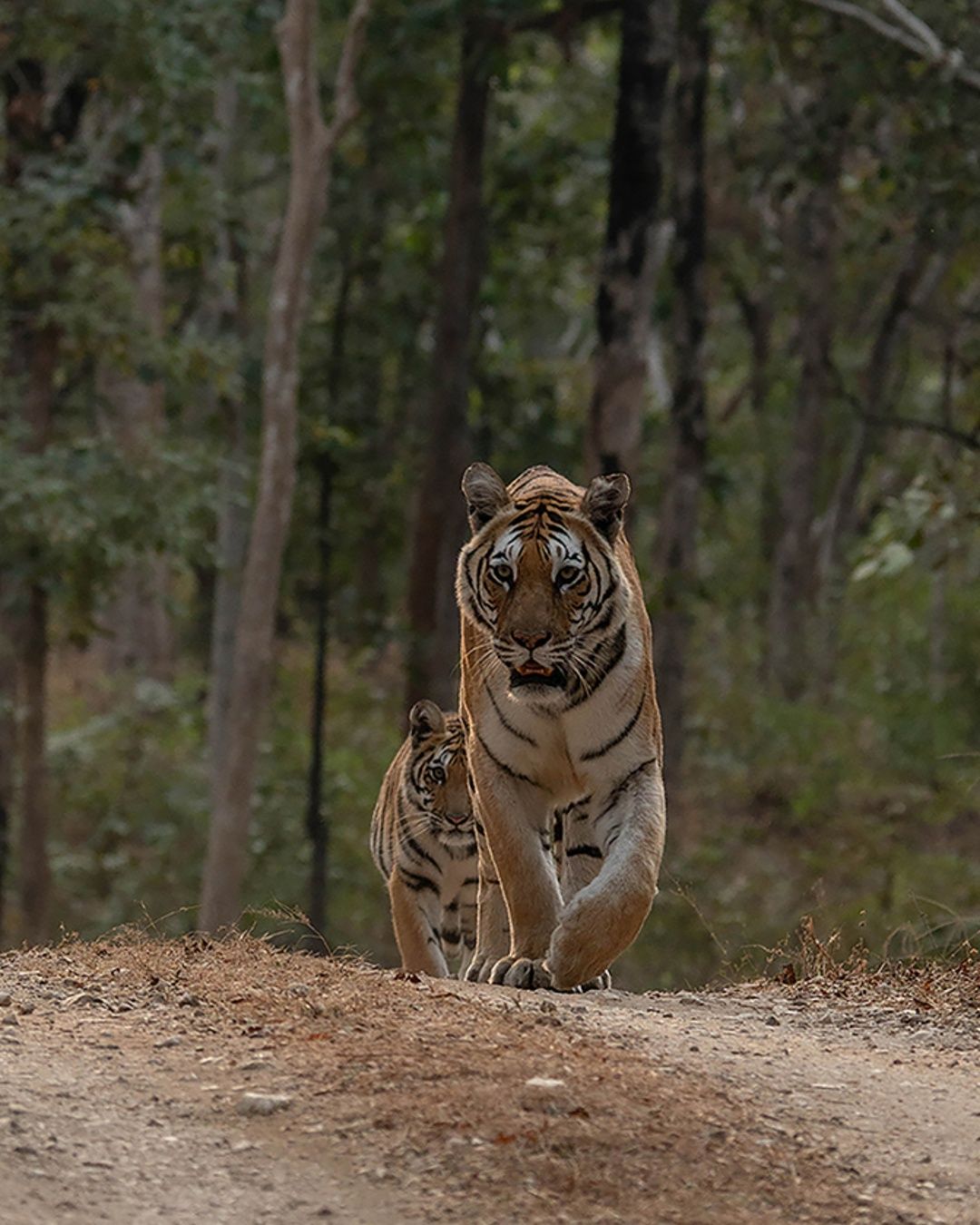 Wildlife Photography