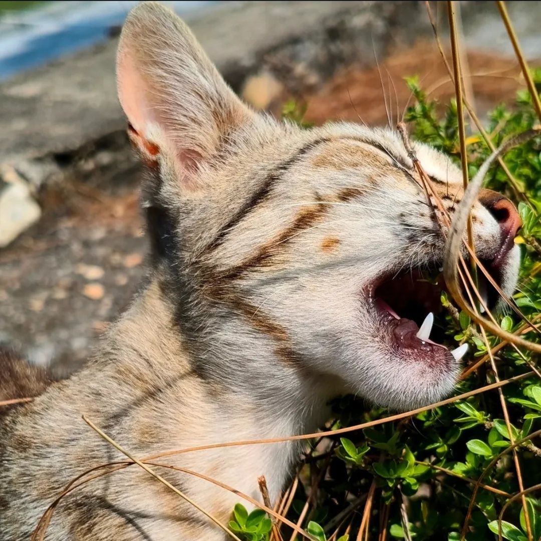 A cute kitten