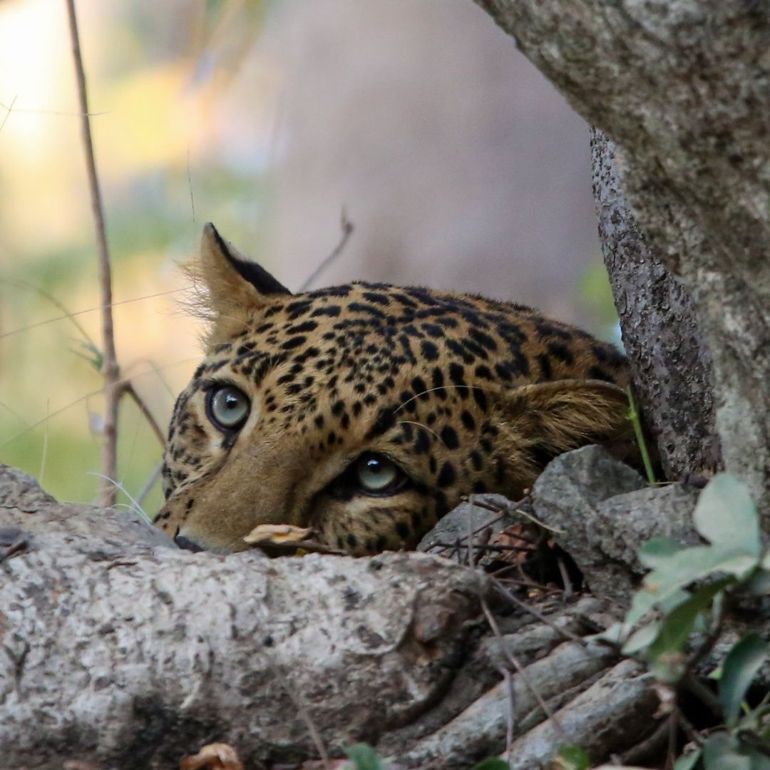 The day dreaming Leopard
