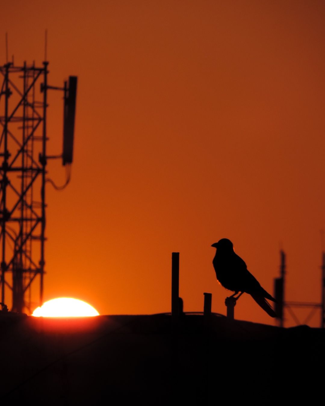 The Quiet Watcher